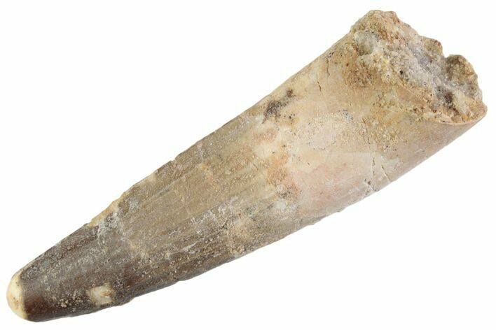 Fossil Spinosaurus Tooth - Feeding Worn Tooth #368060